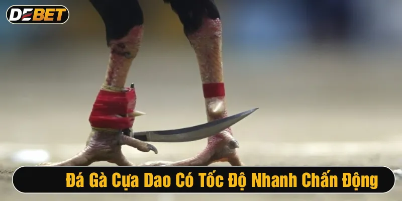 Đá gà cựa dao có tốc độ nhanh, kịch tính