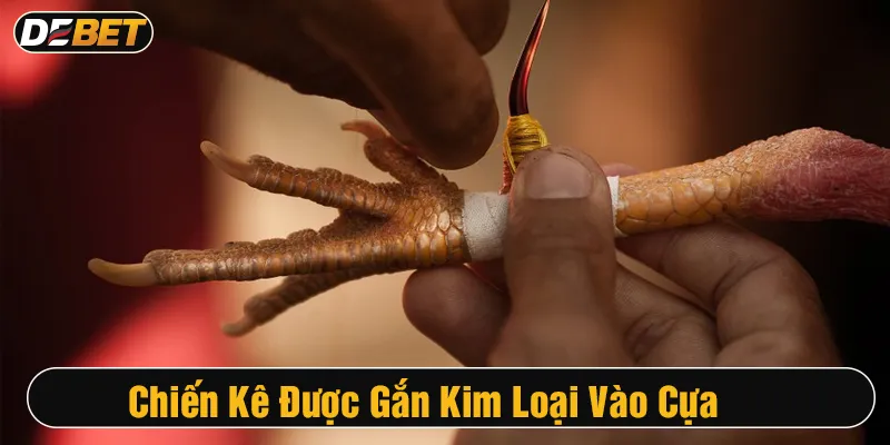 Cách gắn kim loại vào cựa sắt của chiến kê
