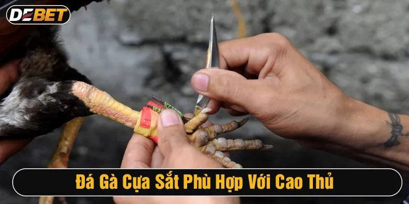 Đá gà cựa sắt thích hợp với tay chơi chuyên nghiệp