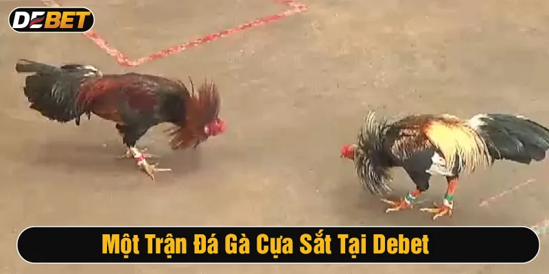 Hình ảnh một cuộc đấu được live tại Debet