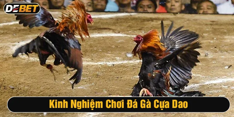 Tips chơi đá gà cựa dao hiệu quả nhất