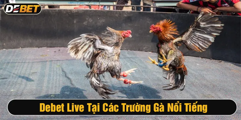 Debet tổ chức đá gà tại các trường gà tiếng tăm